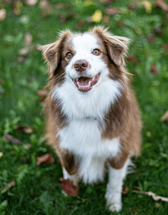 pexels-csibeman-19024652