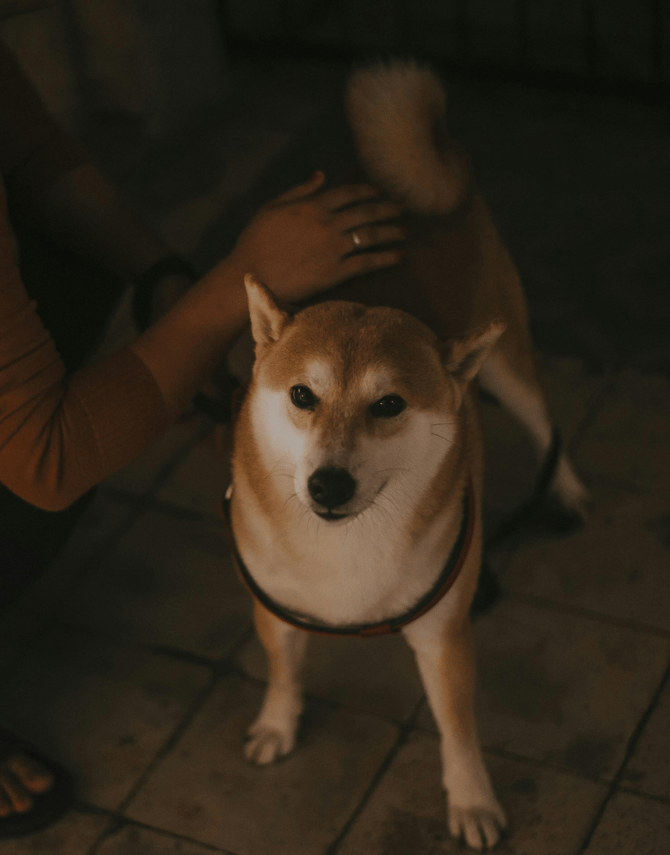 pexels-sheep-556180-1846428